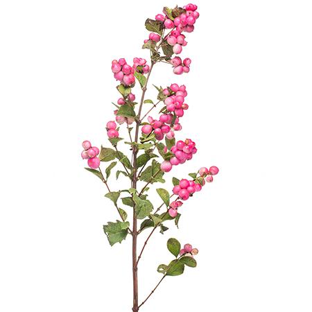 Symphoricarpos magical temptation | Wholesale flowers, plants and supplies Symphoricarpos magical temptation