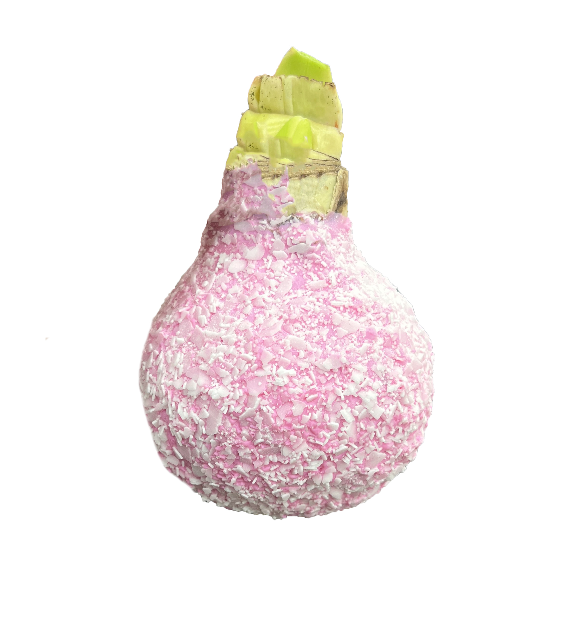 Декор луковица гиппеаструм в воске розовая