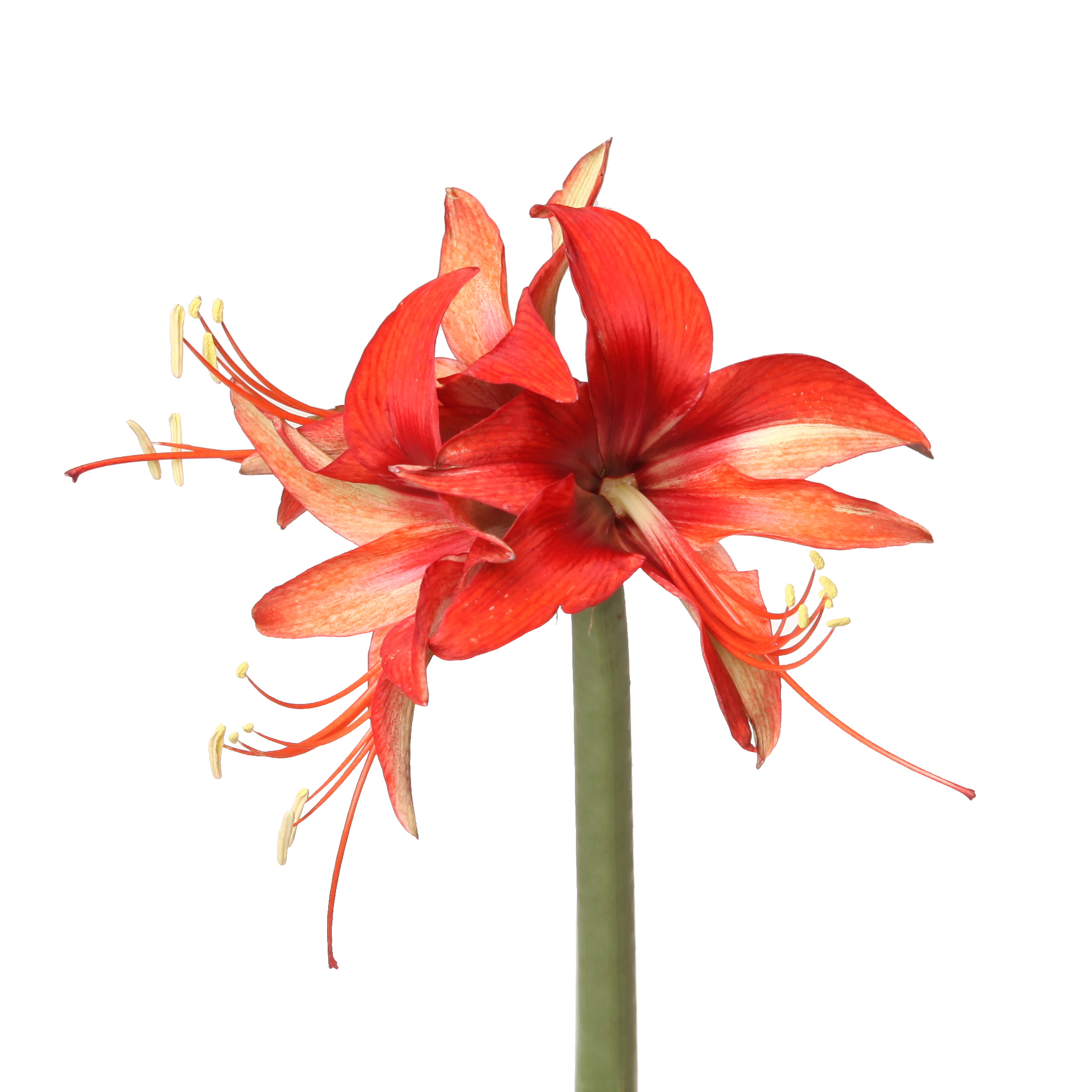 Амариллис стармейкер в Москве