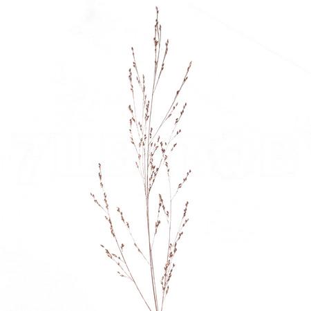 Паникум краш. медный в Москве