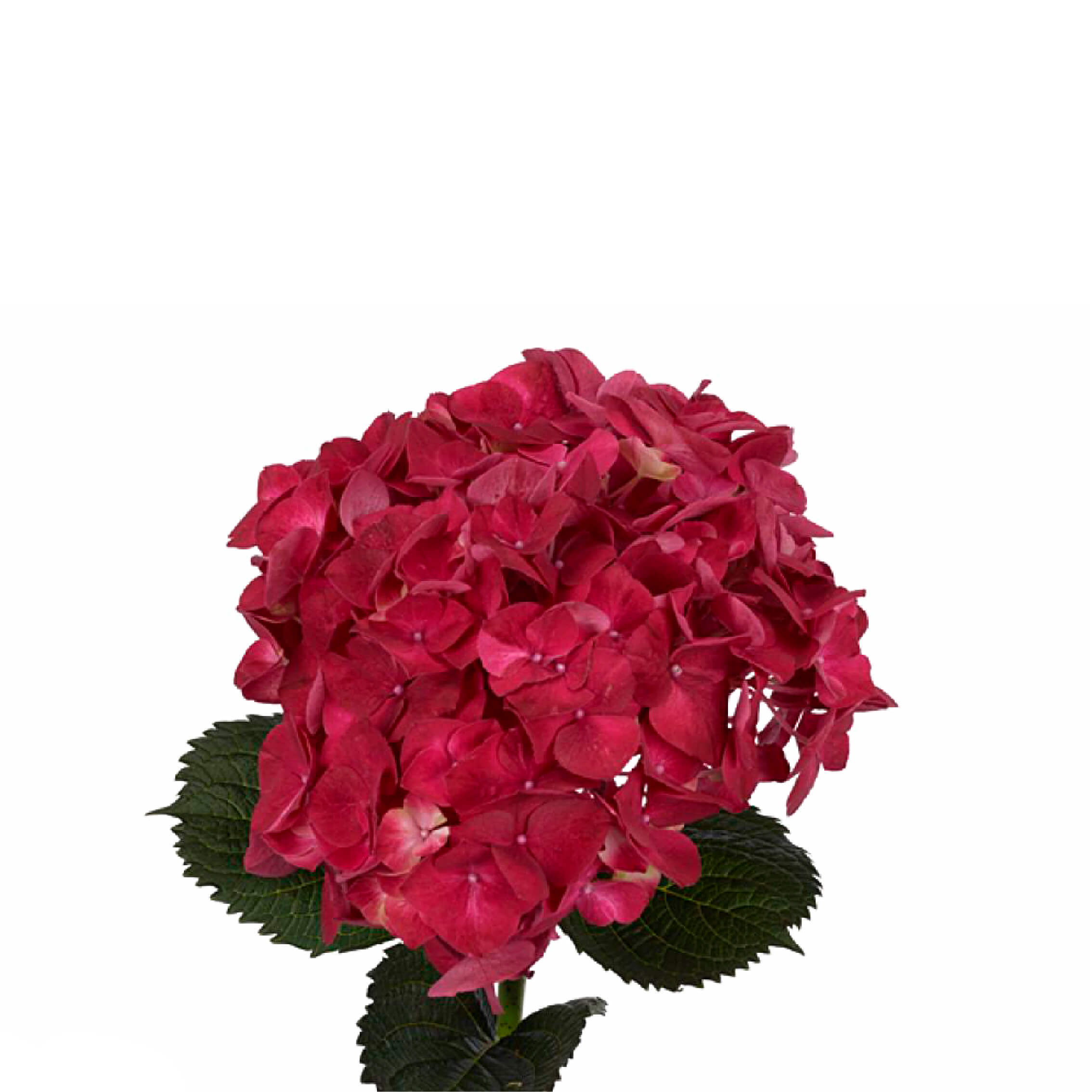 Hydrangea magical trophy cerise-rood