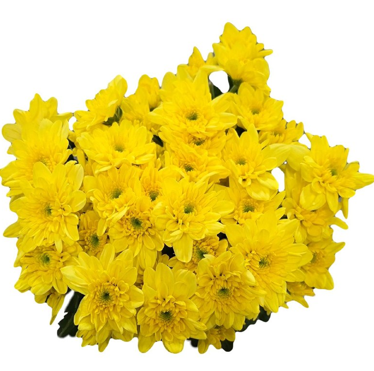 Chrysanthemum spray bonita yellow