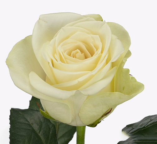 Rose snow storm