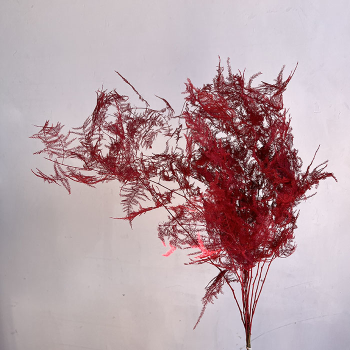 Blad Asparagus setac fern dyed red