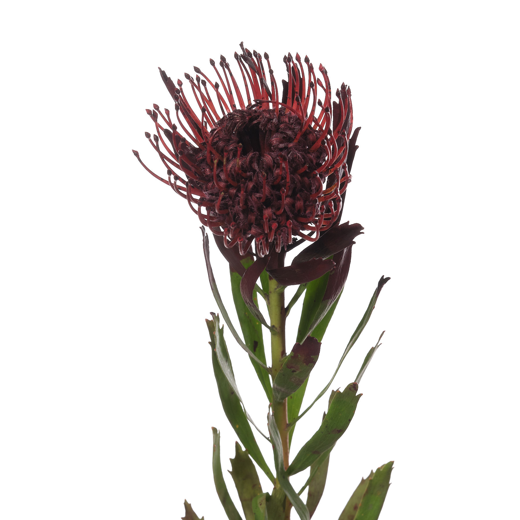 Нутан краш бордовый в Москве