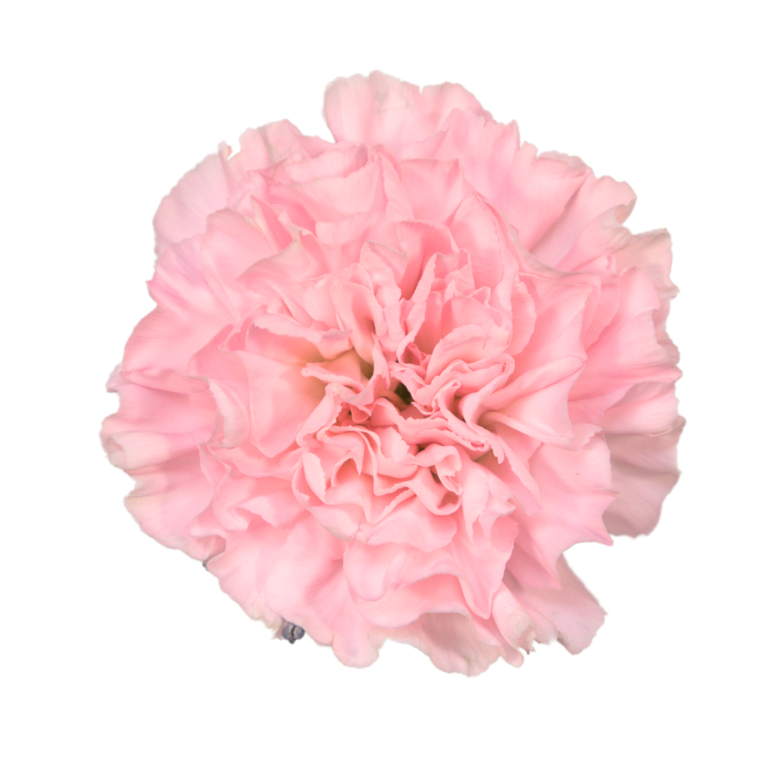 Carnation damina