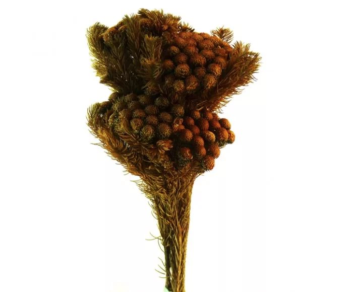 Kaaps tinted albiflora orange