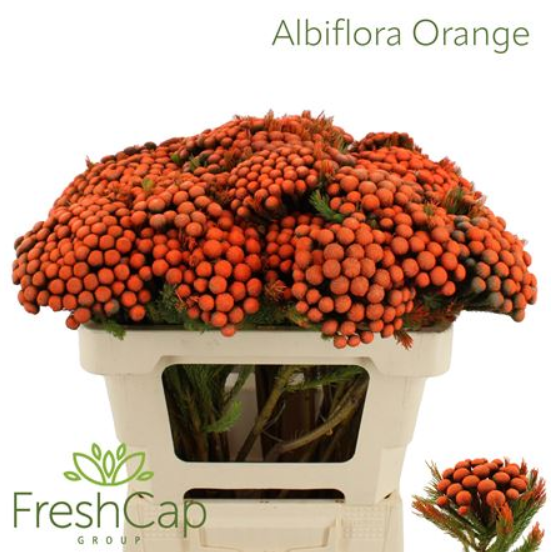 Kaaps tinted albiflora orange