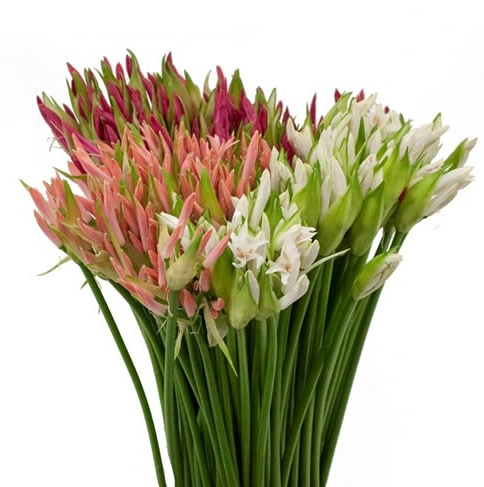 Нерине микс в Москве