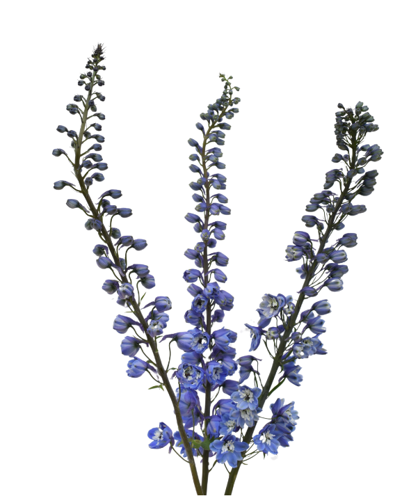 Delphinium elatum blue bird
