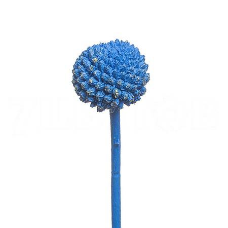 Краспедия краш. синяя в Москве