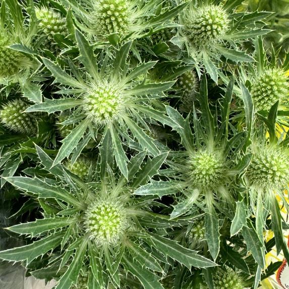 Eryngium white | Wholesale flowers, plants and supplies Eryngium white