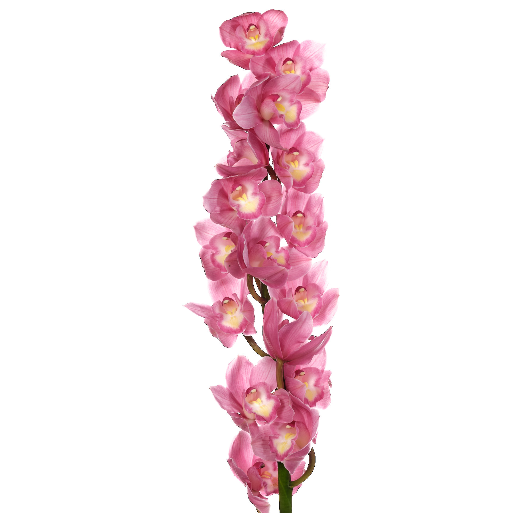 Cymbidium bella donna rosanna