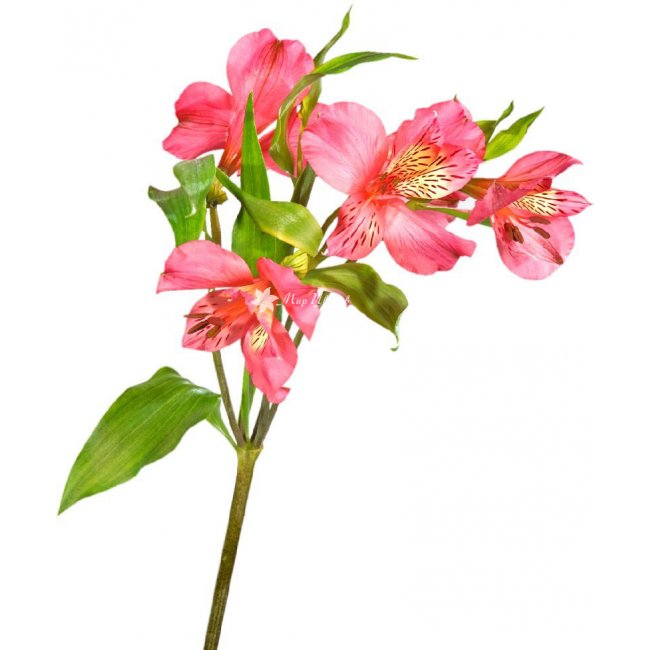 Alstroemeria livorno pink 