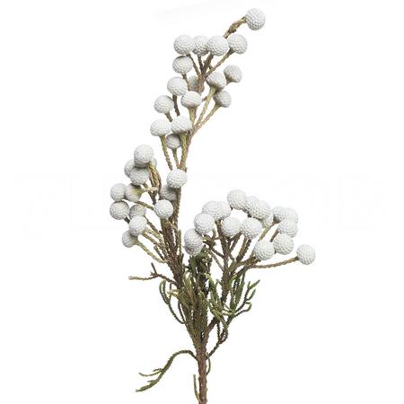 Капс куст сильвер бруния