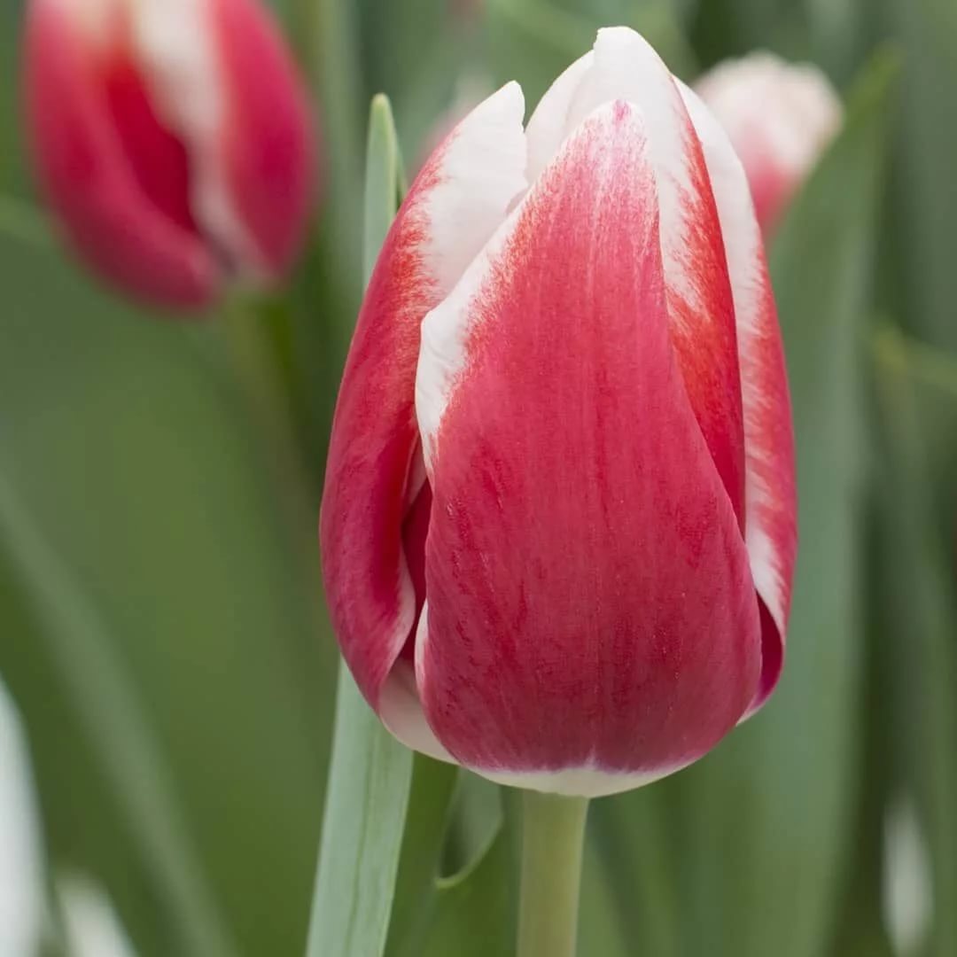 Тюльпан эн пикарди