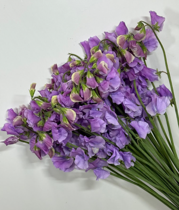 Lathyrus odoratus neo grace