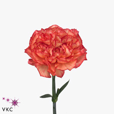 Carnation orange viana