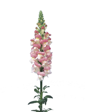 Antirrhinum bicolor pink