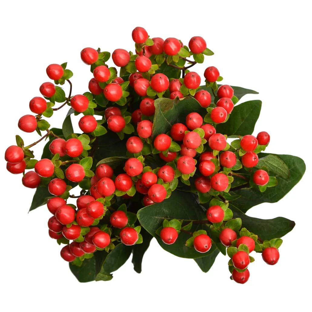 Гиперикум свит ромэнс