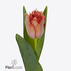 Тюльпан бахромчатый мурсия в Новосибирске