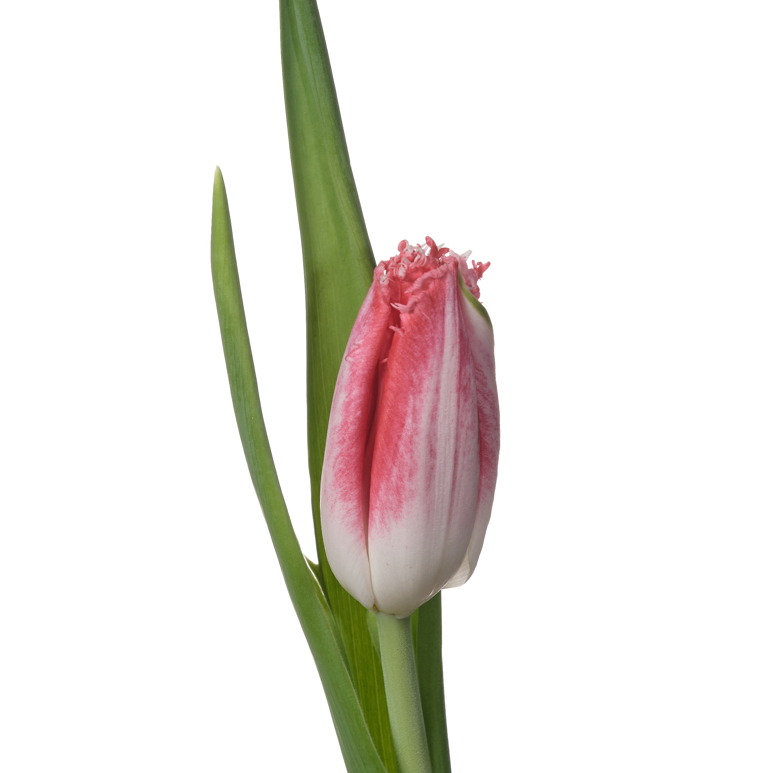 Tulip fringed sweet simone