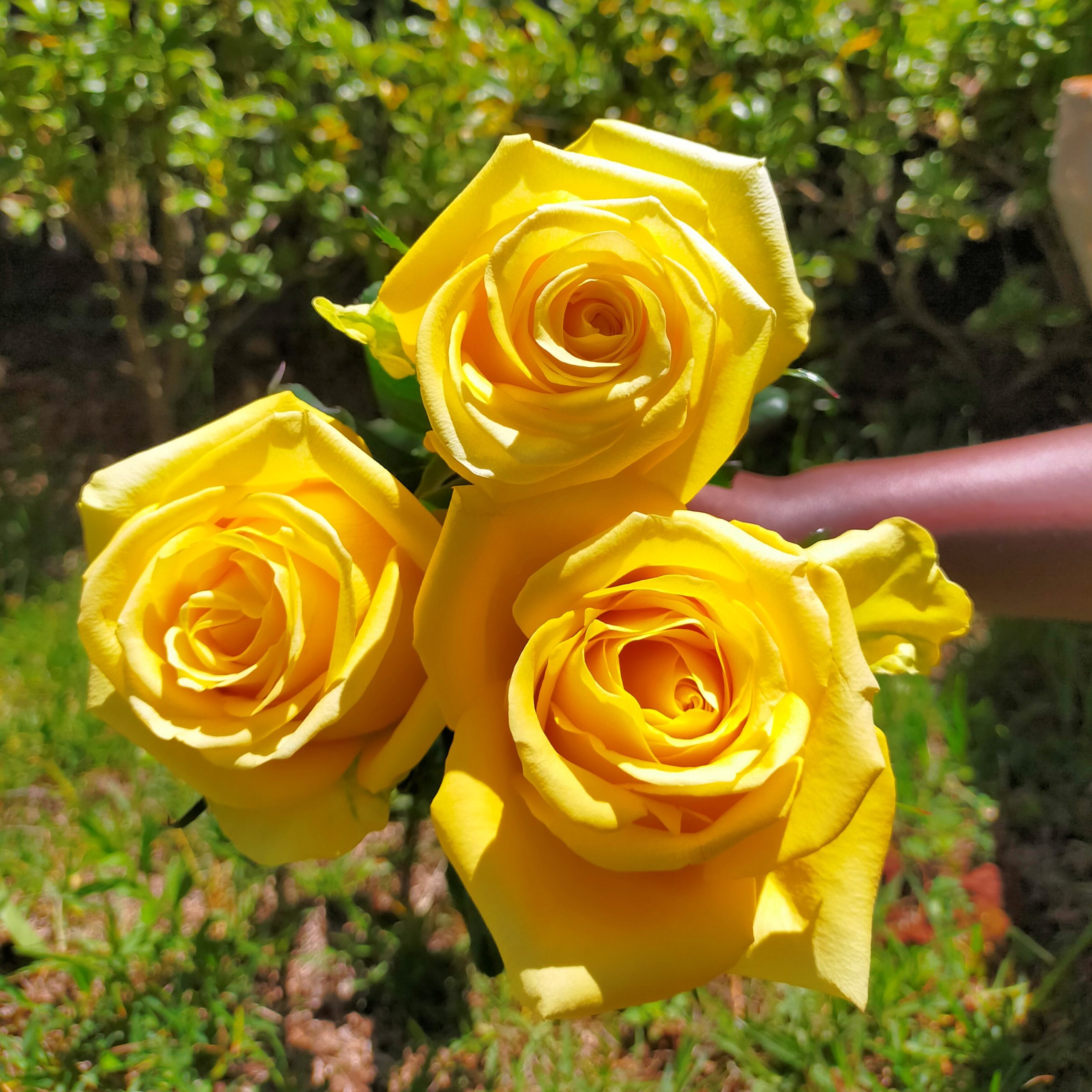 Rose yelloween