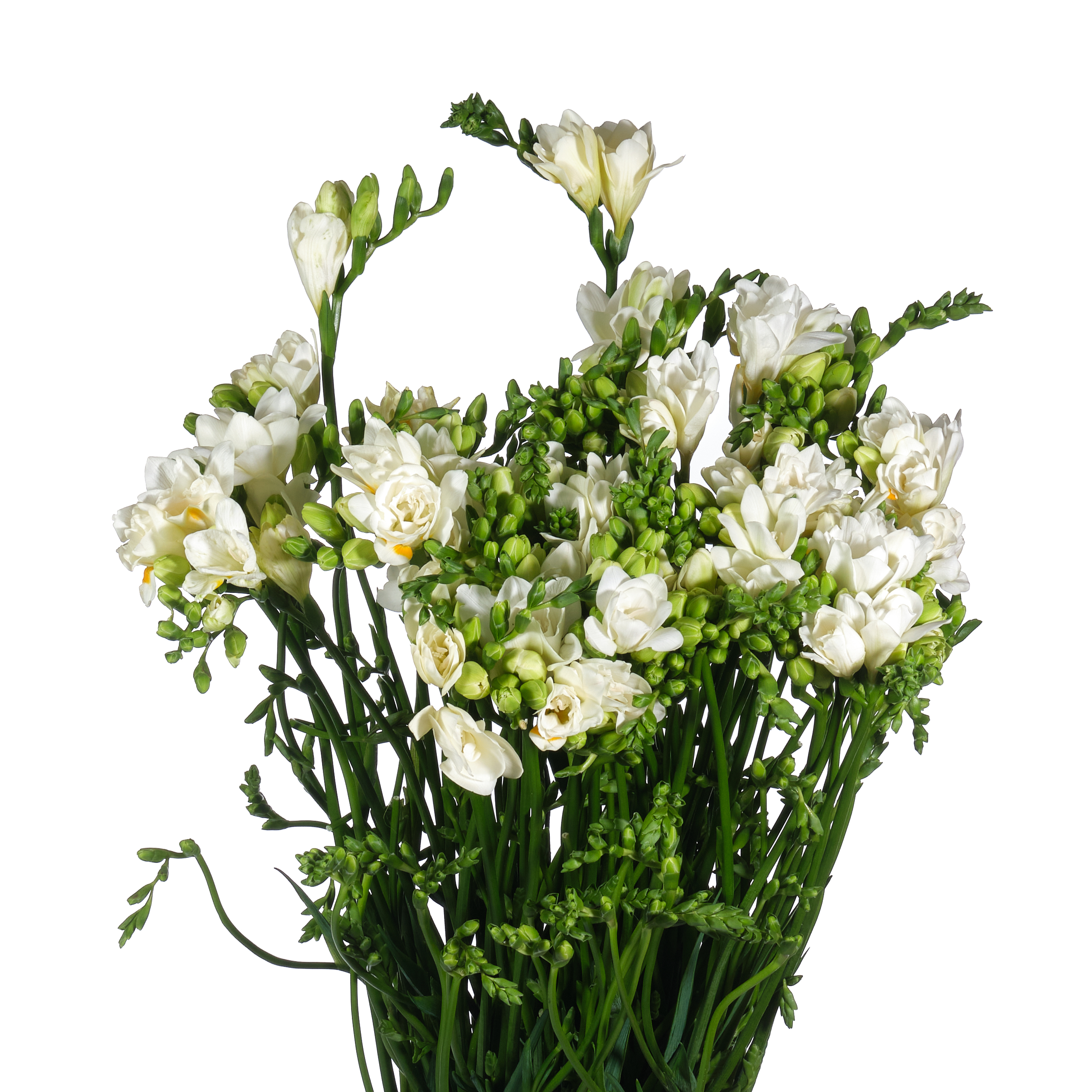 Freesia double ventura