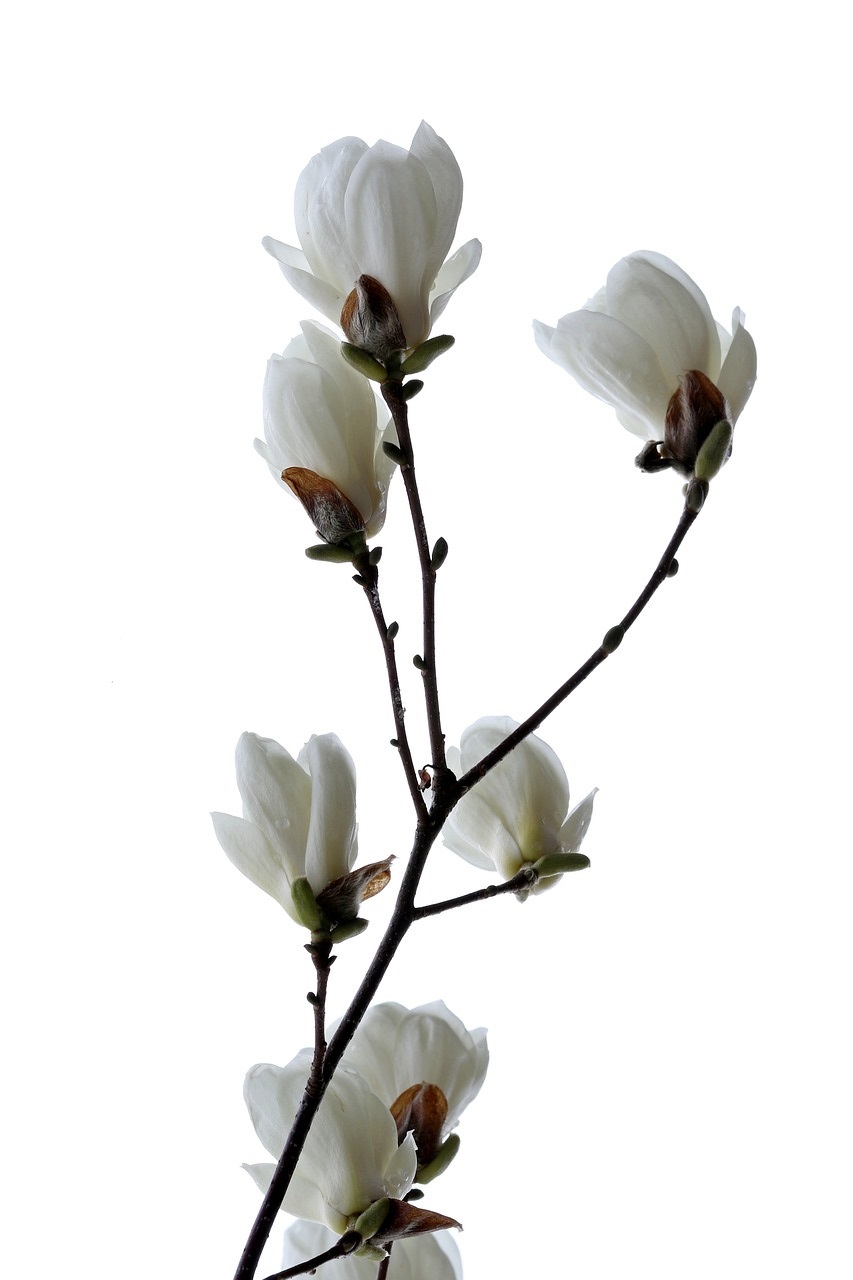 Magnolia white