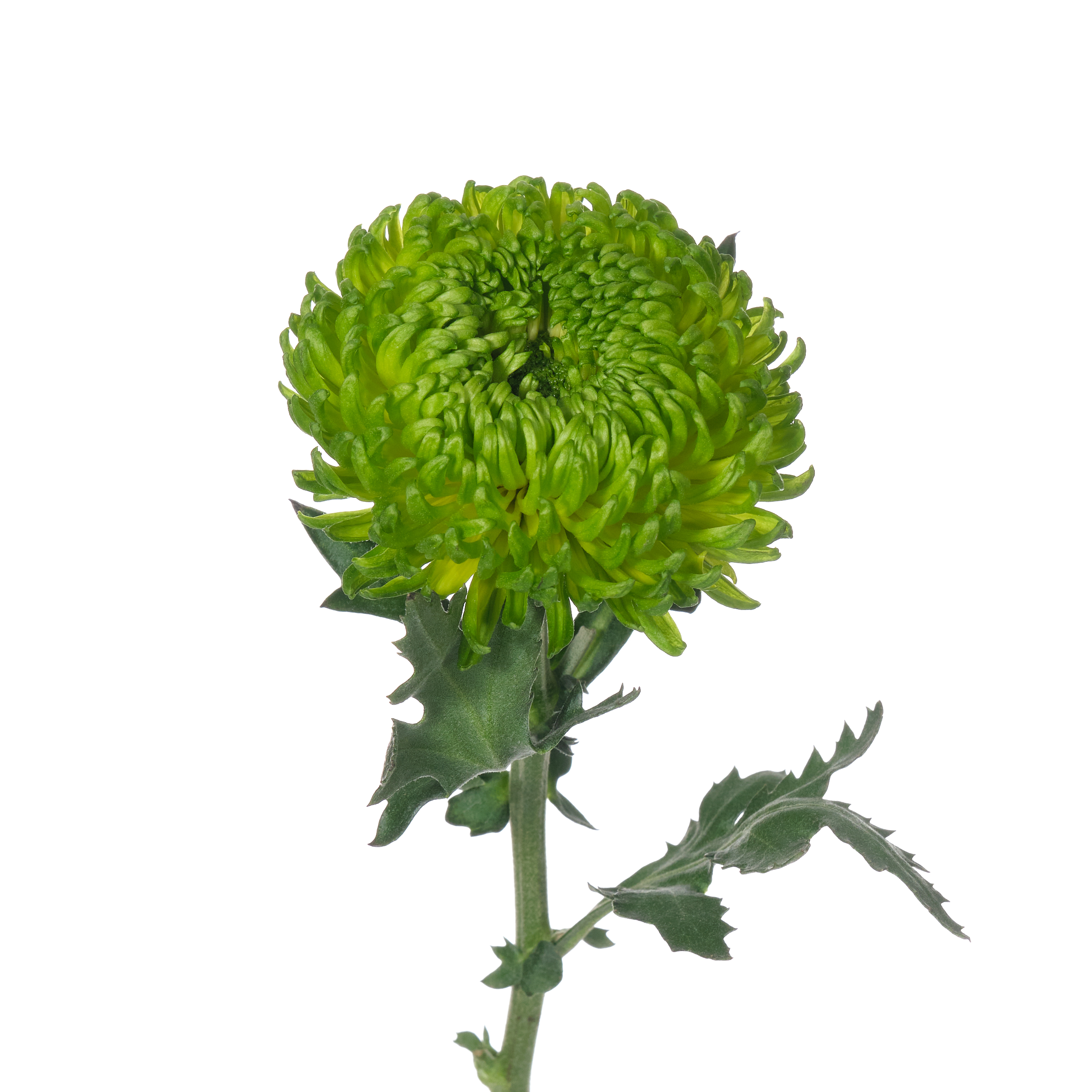 Chrysanthemum single bombellini