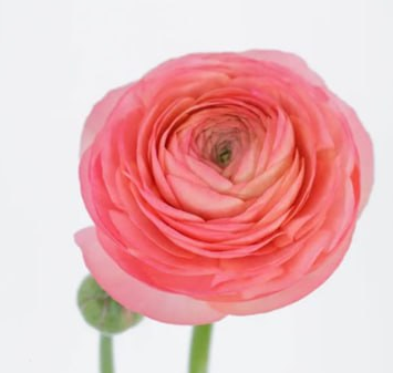 Ranunculus elegance coral
