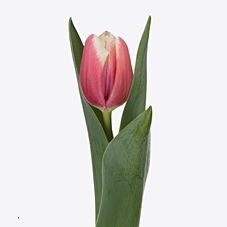 Tulip enkel lech walesa