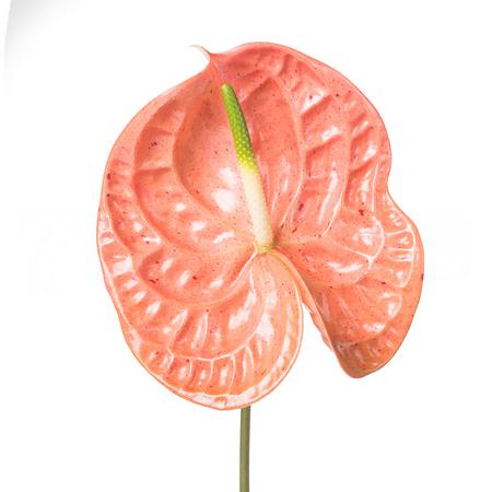 Anthurium sparkle