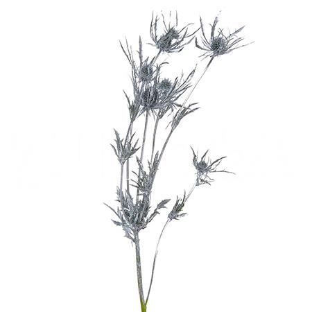 Eryngium dyed silver