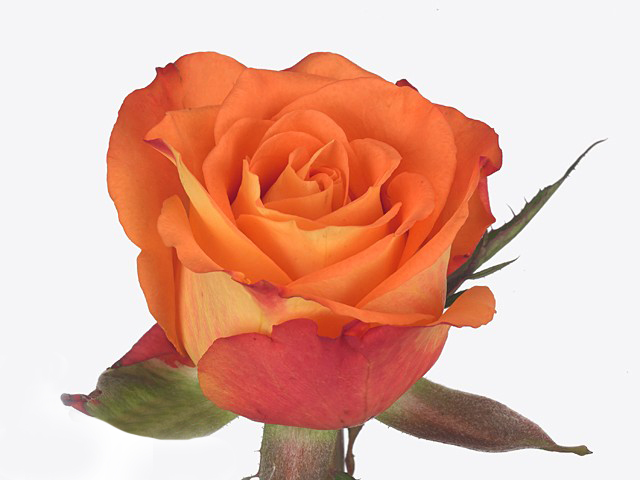 Роза однг кеалесс виспер