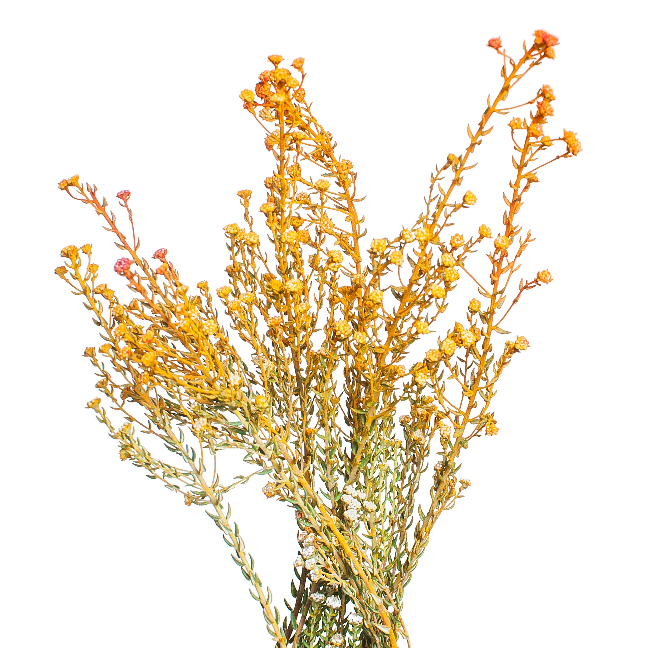 Kaaps Phylica rock yellow