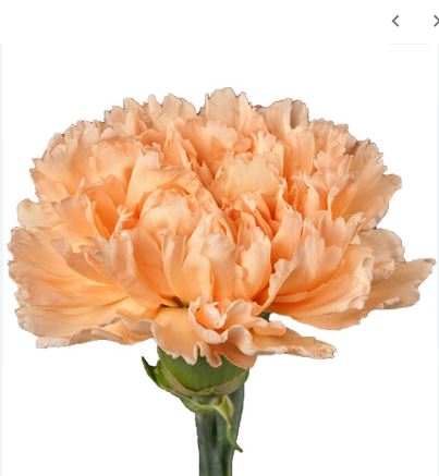 Carnation peach mambo