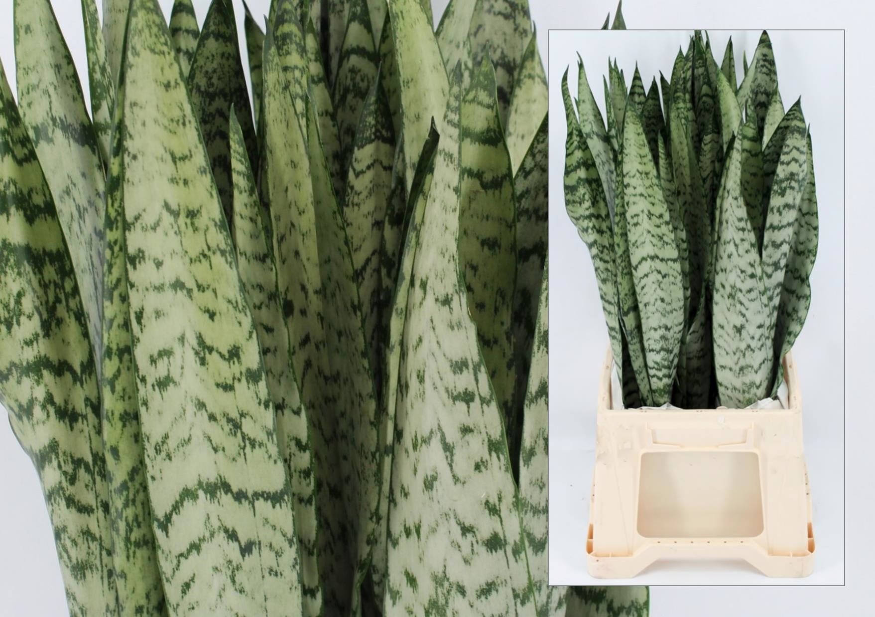 Blad Sansevieria blue