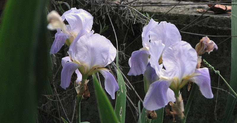 Ирис бородатый сиреневый в Новосибирске