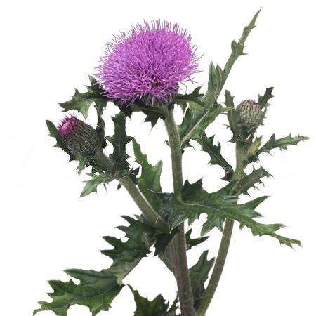 Цирсиум красный в Москве