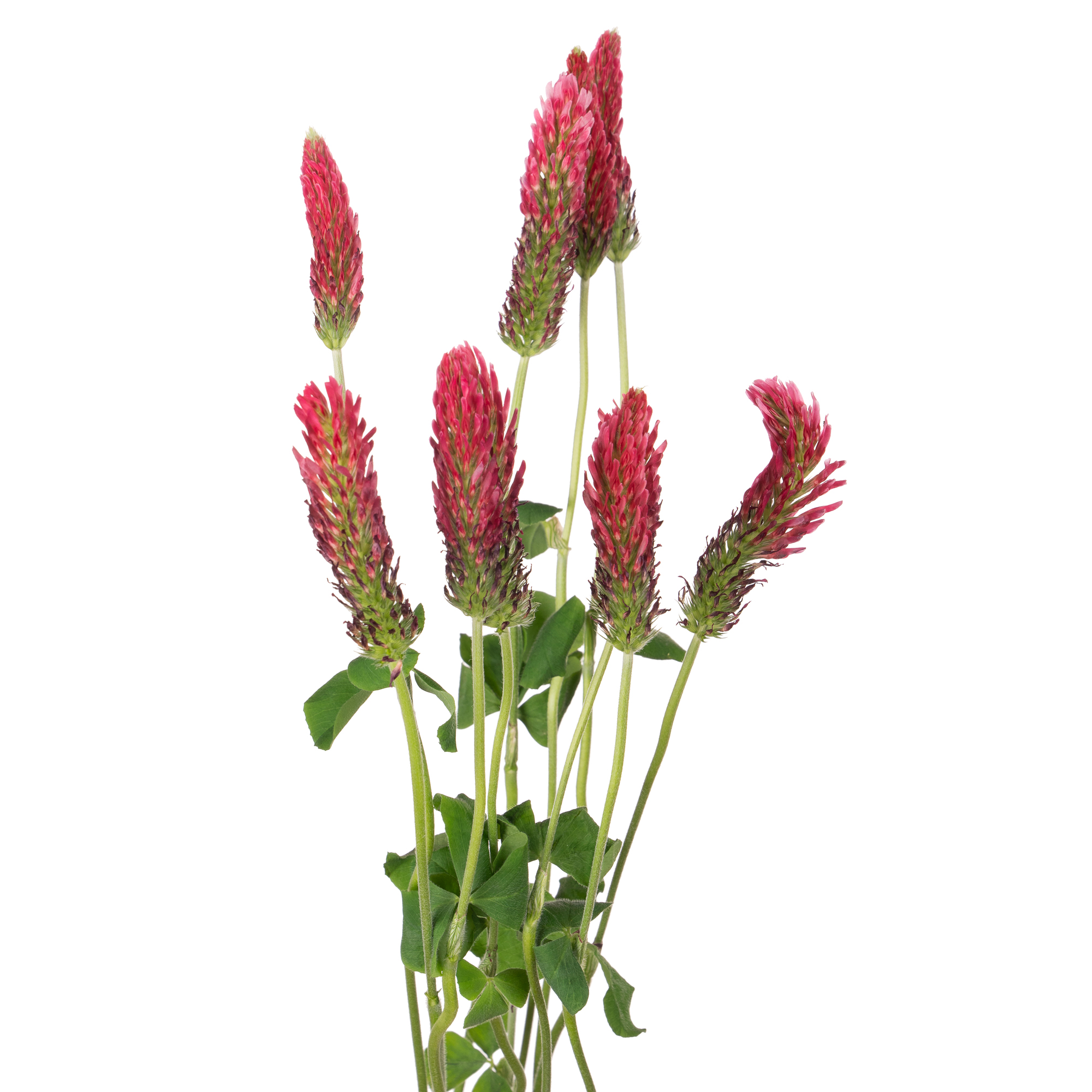 Trifolium purpureum
