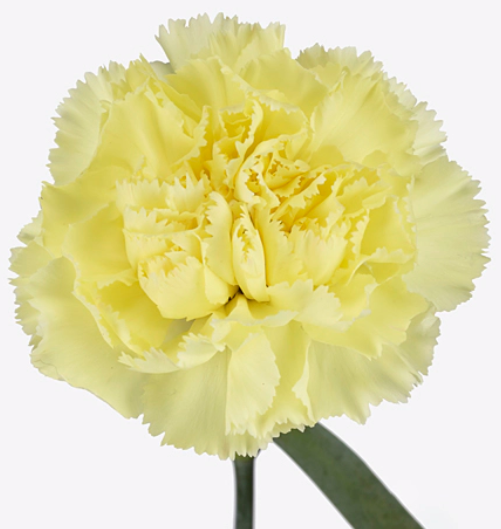 Carnation janeiro