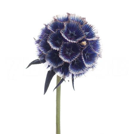 Scabiosa tinted stellata purple