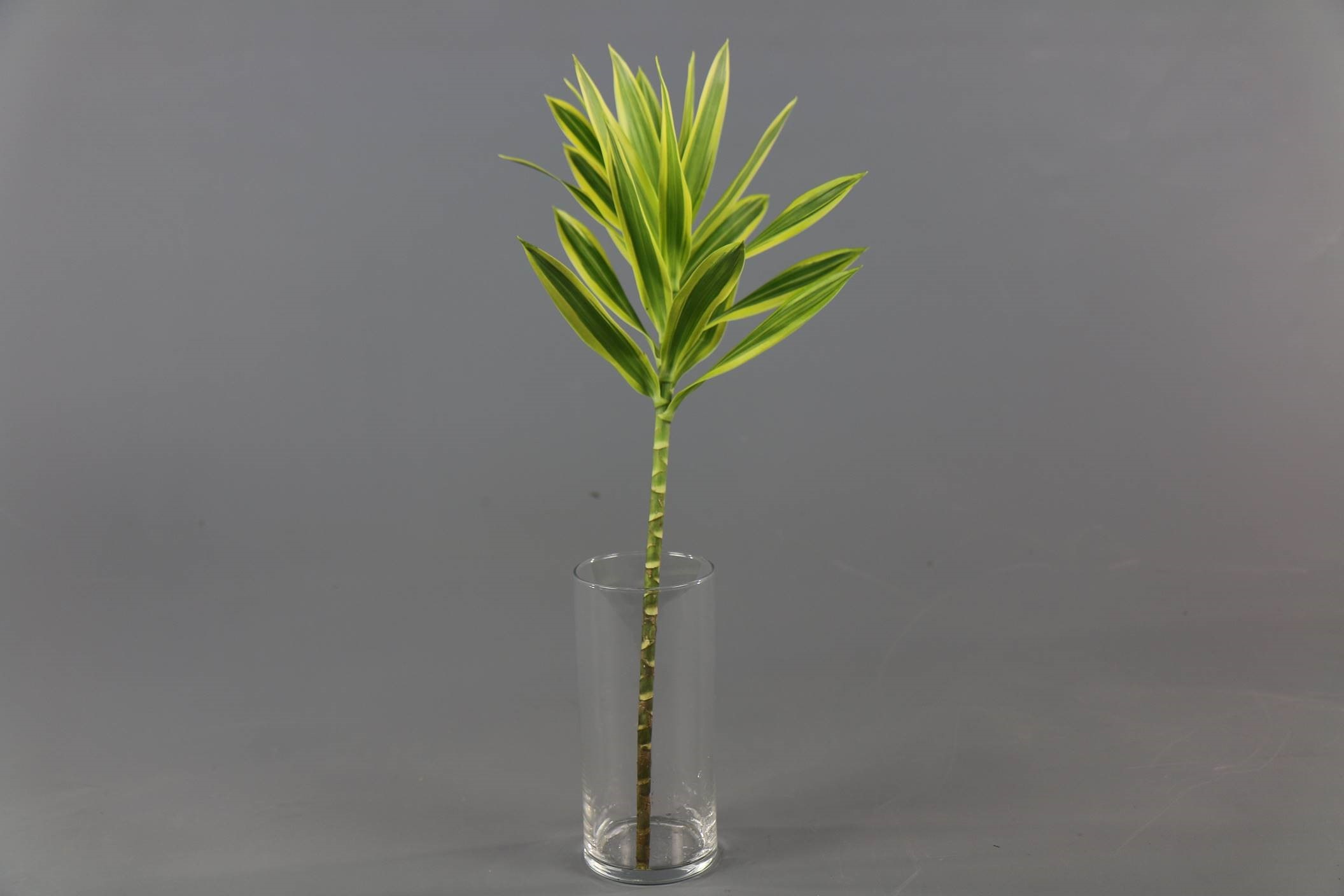 Blad Dracaena song of india