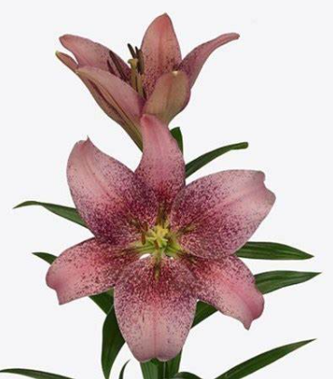 Lilium la spotify pink