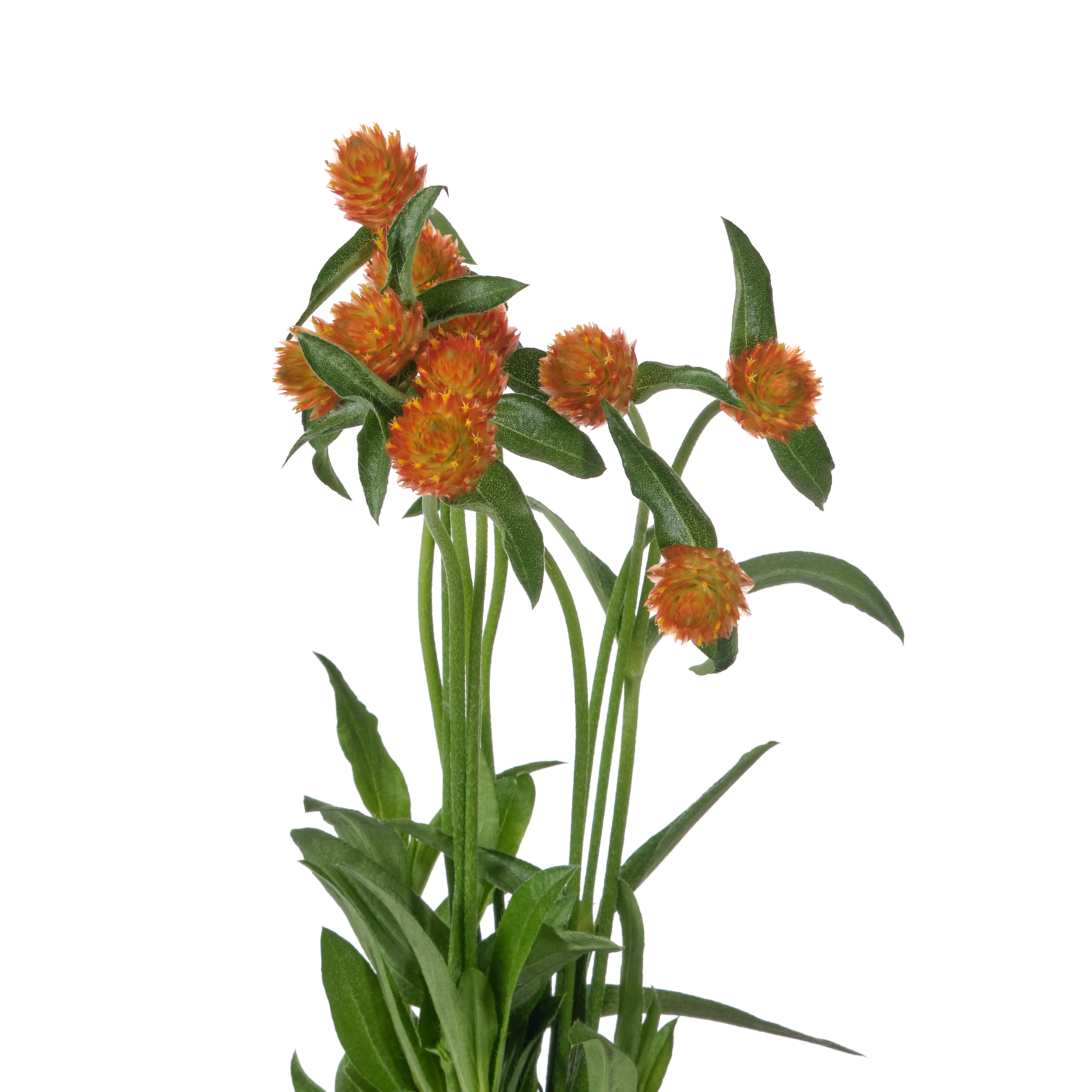 Gomphrena orange