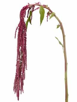 Amaranthus red