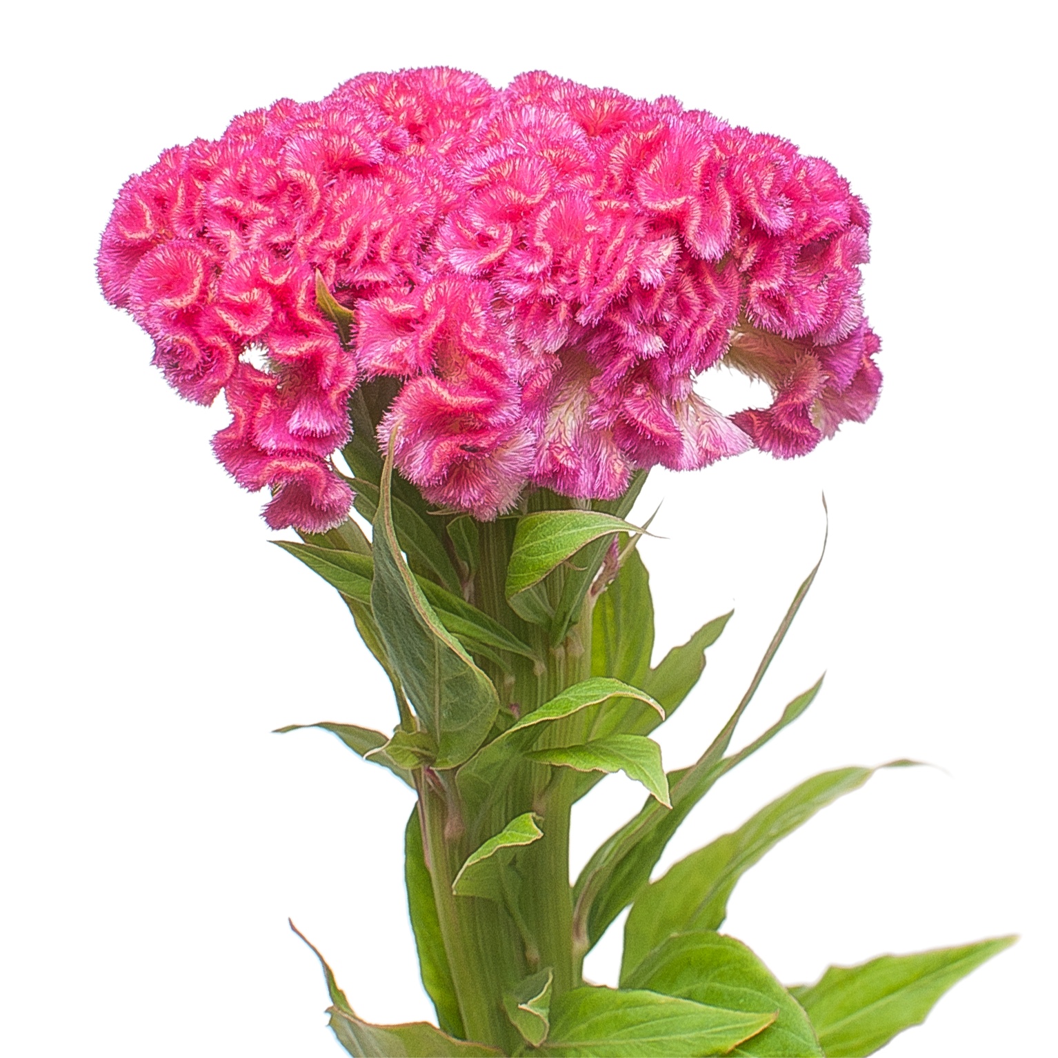 Целозия фентези хот пинк