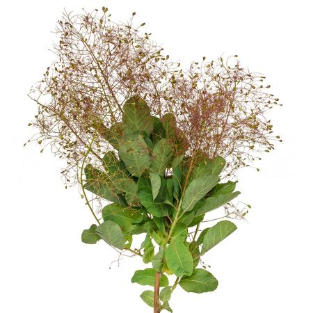 Cotinus magical red fountain | Wholesale flowers, plants and supplies Cotinus magical red fountain