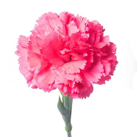 Carnation cervantes